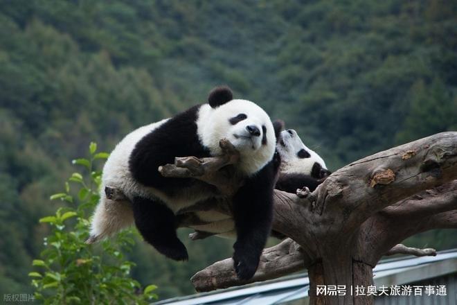 跟团游成都纯玩游需要多少钱详细攻略麻将胡